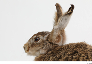 Hare  1 head 0009.jpg